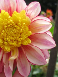 Dahlia from List 43